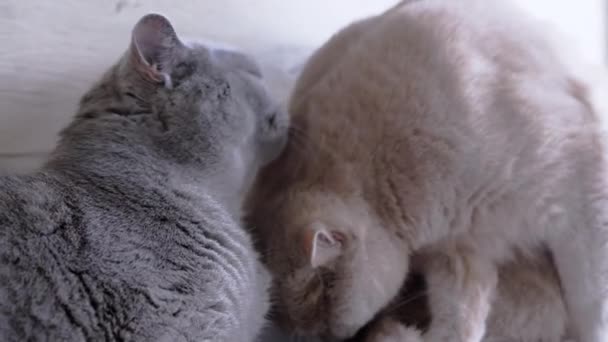 Zamknij Się Dwa Tłuste Puszyste Brytyjskie Koty Umyć Siebie Futra — Wideo stockowe