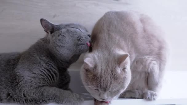 Close Two Fat Fluffy British Cats Wash Each Other Fur — Stok Video