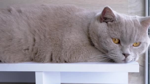 灰蒙蒙的英国猫躺在窗边的窗台上休息 一只绿眼睛的无聊的猫在阳台上晒着阳光 看着窗外的街道 生活方式 — 图库视频影像