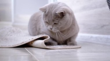 Meraklı Kedi Yerde Bir Odada Küçük Uçan Böcekle Oynuyor. Oyuncu İngiliz safkan gri kedisi bir böceği izliyor, pençeleriyle sineği yakalıyor, kokluyor, avlanıyor. Hayvan davranışları.