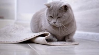 Meraklı Kedi Yerde Bir Odada Küçük Zıplayan Böcekle Oynuyor. Oyuncu İngiliz safkan gri kedisi bir böceği izliyor, kokluyor, avlanıyor. Hayvan davranışları. Bulanık arkaplan.