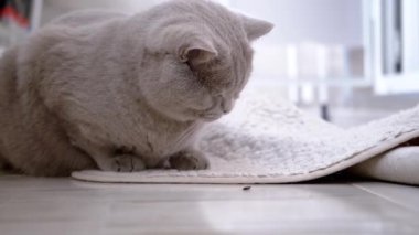 Meraklı Gri Kabarık Kedi Bir Odadaki Çaresiz Küçük Böceği İzliyor. Böcek sırt üstü uzanıyor, pençelerini sallıyor, çaresizce yuvarlanmaya çalışıyor, kaçmak için. Hayvan davranışları. Bulanık arkaplan.