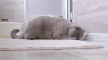 Meraklı Kedi Yerde Bir Odada Küçük Uçan Böcekle Oynuyor. Oyuncu İngiliz safkan gri kedisi bir böceği izliyor, pençeleriyle sineği yakalıyor, kokluyor, avlanıyor. Hayvan davranışları.