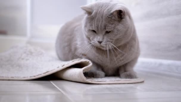 호기심많은 고양이는 바닥에 방에서 비틀을 가지고 장난을 좋아하는 영국의 복슬복슬 — 비디오