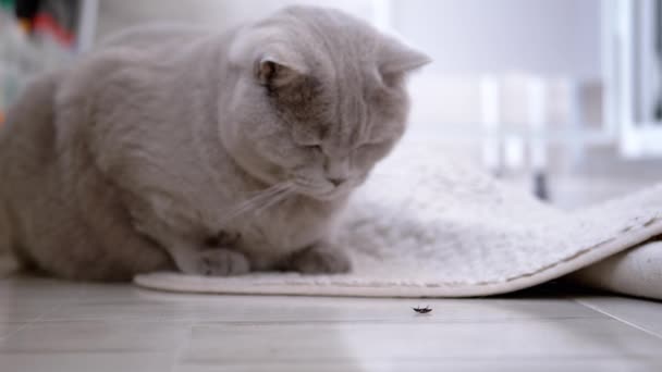 好奇的灰色绒毛猫正在一个房间的地板上看着一只无助的小甲壳虫 昆虫仰卧在地上 挥动爪子 绝望地试图翻身逃跑 宠物的行为 模糊的背景 — 图库视频影像