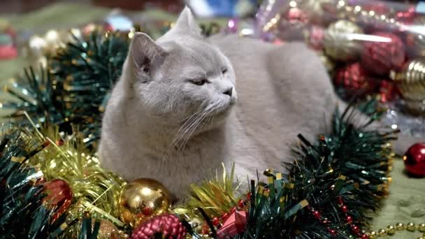 고양이는 크리스마스 크리스마스 장난감의 꼭대기에 성탄절 배경으로 회색을 초상화가 고양이를 — 비디오