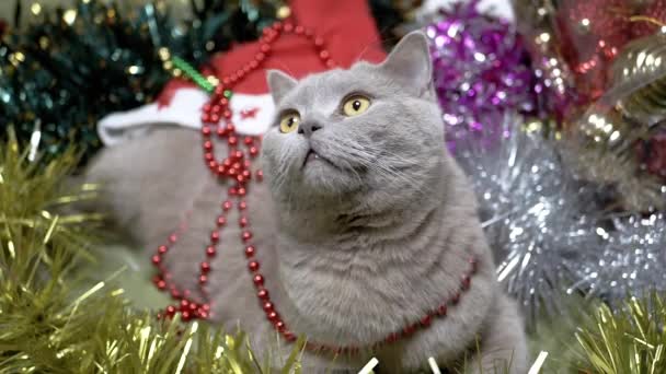 Bolyhos Macska Egy Rakás Karácsonyi Dekorációk Karácsonyfa Játékok Közelről Portré — Stock videók