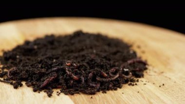 Yaklaş, Siyah Topraktaki Sürünen Kızıl Yersolucanları Tahta Arka plan 'da tecrit edildi. Ağır çekim. Islak gübre içinde kıvranan bir grup solucan. Balık solucanları. Kırmızı solucanlar Dendrobaena. Verimli toprağı gevşetmek.