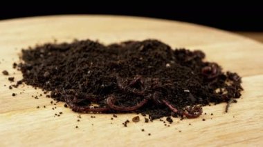 Yaklaş, Siyah Topraktaki Sürünen Kızıl Yersolucanları Tahta Arka plan 'da tecrit edildi. Ağır çekim. Islak gübre içinde kıvranan bir grup solucan. Balık solucanları. Kırmızı solucanlar Dendrobaena. Verimli toprağı gevşetmek.