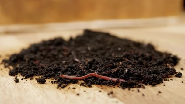 Zamknij Się Crawling Red Earthworms Black Soil Izolated Wooden Background — Wideo stockowe