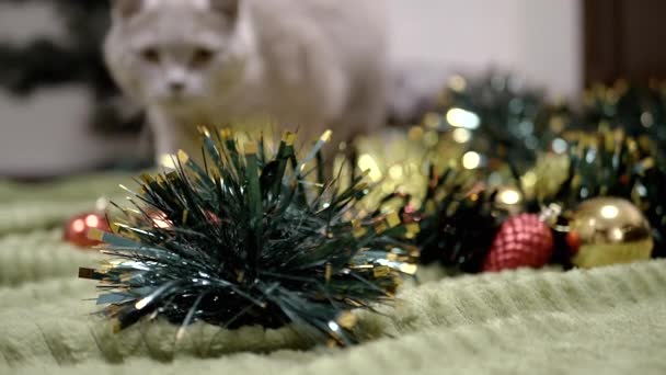 大毛茸茸的灰猫慢慢地走近 跳着进入相机 靠近点圣诞背景 圣诞玩具 宠物游戏 模糊的 脱毒运动 — 图库视频影像