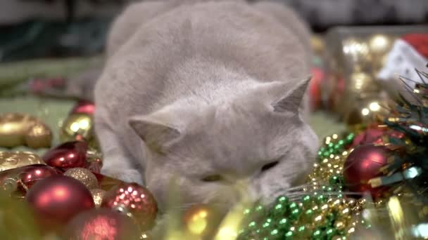 Oyuncak Kedi Noel Süsleri Noel Oyuncaklarıyla Oynuyor Yumuşak Bir Halıya — Stok video