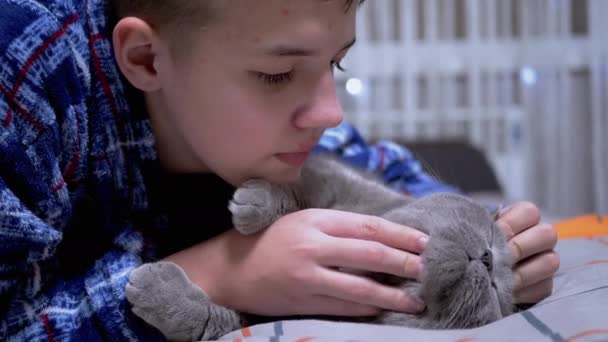 Lächelnder Junge Der Mit Einer Flauschigen Grauen Katze Spielt Während — Stockvideo