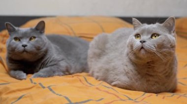 İki Kabarık Tüylü Gri İngiliz Kedileri Odada Yumuşak Portakallı Yatak Örtüsü Yatıyor. Kapatın. Yeşil gözlü safkan evcil kediler. Evcil hayvanlar yatakta dinleniyor, etrafa bakınıyorlar. Birlikte. Bulanık arkaplan.