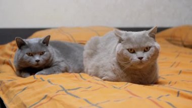 İki Kabarık Tüylü Gri İngiliz Kedileri Odada Yumuşak Portakallı Yatak Örtüsü Yatıyor. Kapatın. Yeşil gözlü safkan evcil kediler. Evcil hayvanlar yatakta dinleniyor, etrafa bakınıyorlar. Birlikte. Bulanık arkaplan.