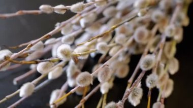 Çiçekli Söğüt Dalları, Yumuşak Willow Catkins Kara Arkaplanda Dönüyor. Kapatın. Kutsanmış söğüt ağacı. Palm Sunday 'in sembolü. Paskalya arifesi. Açılış tomurcukları. Doku. İlkbahar. Döner masa. Doğa.