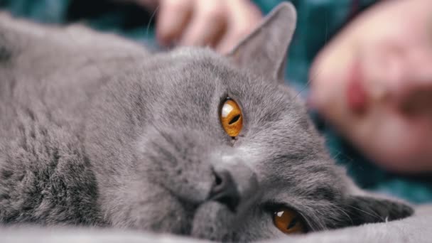 Hands Child Stroking Gray Fluffy British Cat Falling Asleep Een — Stockvideo