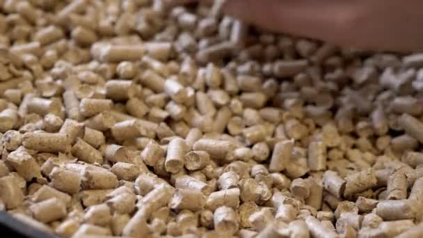 Close Female Hand Touching Pressed Wood Pellets Pile Sawdust Biocombustível — Vídeo de Stock