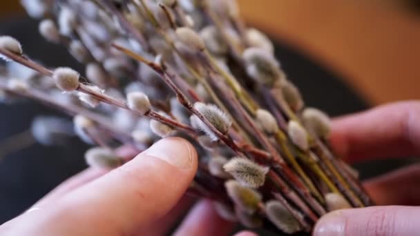Weibliche Hände Halten Blühende Weidenzweige Flauschige Weidenkätzchen Aus Nächster Nähe — Stockvideo
