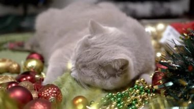 Oyuncak Kedi Noel süsleri ve Noel Oyuncaklarıyla Oynuyor. Yumuşak bir halıya uzanmış tüylü gri İngiliz kedisi, dişleriyle bir çelengi ısırıyor, yerde boncuklar var. Noel arkaplanı. Evcil hayvan oyunu.