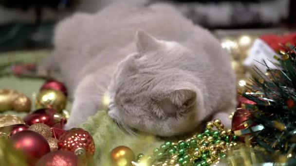 Zabawny Kot Domowy Bawiący Się Świątecznymi Dekoracjami Zabawkami Puszysty Szary — Wideo stockowe