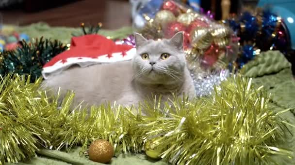 Chlupatá Kočka Sedí Hromadě Vánoční Ozdoby Vánoční Stromeček Hračky Zavřít — Stock video