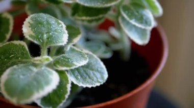Yakın plan, Fresh Nint Plant with Dew Drops in a Flower Pot on a Dönen Arkaplanda. Güneş ışığının altında Melissa çiçeğinin sulu yeşil yaprakları. Doku. Çaya karşılık bitki. İçeride. Döngü. Seçici odak.