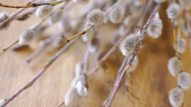 Ramitas Sauce Florecientes Fluffy Willow Catkins Rotar Sobre Fondo Madera — Vídeos de Stock