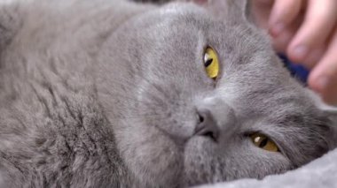 Gri tüylü İngiliz Kedisinin Yatakta Uyuyan Bir Çocuğun Elleri. Yaklaş, ağızlık, kahverengi gözlü, büyük, dinlenen bir kedi portresi. Aşk, ilgi, sevgi, evcil hayvanlarla arkadaşlık.