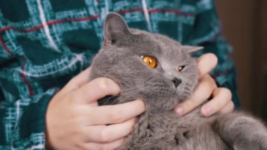 Yaklaş, Çocuk Sarılması, Gri Yumuşak Kedi 'nin Kafasını Elle Okşama. Kareli, sıcak pijamalı, tanınmayan bir çocuk. Kedi portresi. Aşk, ilgi, sevgi, evcil hayvanlarla arkadaşlık. Stres önleyici. Evcil hayvan.