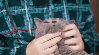 Yaklaş, Çocuk Sarılması, Öpücükler, Gri Kabarık Kafalı Kedi Elleriyle Okşama. Kareli pijama giymiş, kediyi burnundan öpen aşk çocuğu. Kedi portresi. Aşk, ilgi, sevgi, evcil hayvanlarla arkadaşlık.