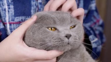 Yaklaş, Çocuk Sarılması, Gri Yumuşak Kedi 'nin Kafasını Elle Okşama. Kareli, sıcak pijamalı, tanınmayan bir çocuk. Kedi portresi. Aşk, ilgi, sevgi, evcil hayvanlarla arkadaşlık. Stres önleyici. Evcil hayvan.