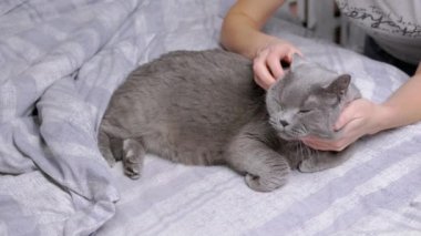 Kadın Eller Yumuşak Yatakta Yatarken Gri Yumuşak Yumuşak Bir İngiliz Kedisine Sarıldı. Mutlu kadın okşuyor ve kafasını kaşıyor. Sevgi, ilgi, sevgi ve evcil hayvanlarla arkadaşlık. İçeride. Ev.