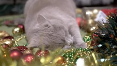 Oyuncak Kedi Noel süsleri ve Noel Oyuncaklarıyla Oynuyor. Yumuşak bir halıya uzanmış tüylü gri İngiliz kedisi, dişleriyle bir çelengi ısırıyor, yerde boncuklar var. Noel arkaplanı. Evcil hayvan oyunu.