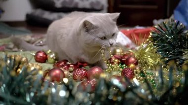 Oyuncak Kedi Noel süsleri ve Noel Oyuncaklarıyla Oynuyor. Yumuşak bir halıya uzanmış tüylü gri İngiliz kedisi, dişleriyle bir çelengi ısırıyor, yerde boncuklar var. Noel arkaplanı. Evcil hayvan oyunu.