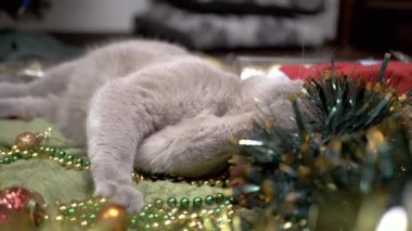 Oyuncak Kedi Noel süsleri ve Noel Oyuncaklarıyla Oynuyor. Yumuşak bir halının üzerine uzanmış tüylü gri İngiliz kedisi çelenklerin, boncukların, yerdeki topların yanına uzanmış. Dinlen. Noel arkaplanı.