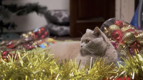 毛绒绒的猫坐在圣诞装饰和圣诞树玩具的堆里 靠近点灰白纯正的英国猫在圣诞背景下休息的肖像 装饰品 家居装饰 慢动作 — 图库视频影像
