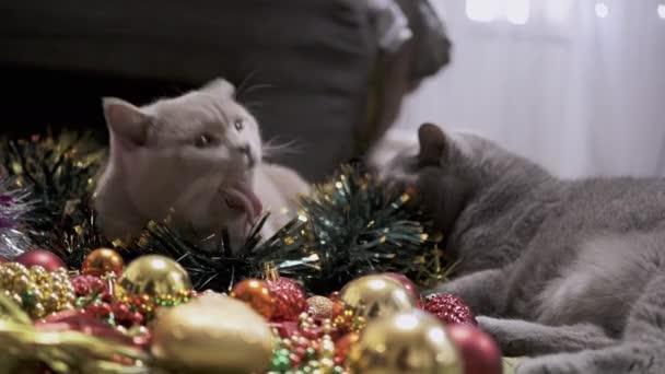 Två Lekfulla Katter Leker Med Juldekorationer Och Julleksaker Bollar Fluffiga — Stockvideo