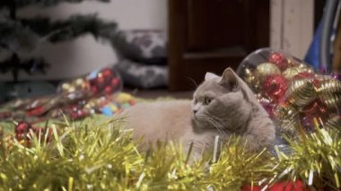 Bir yığın Noel süslemesi ve Noel ağacı oyuncağında oturan tüylü kedi. Kapatın. Noel arkaplanındaki gri safkan İngiliz kedisinin portresi. Evcil hayvanlar, süsler, ev dekorasyonu. Yavaş çekim.