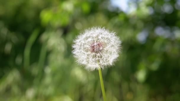 Slow Swaying Dandelion Wind Blurred Background Nature Inglés Cerca Enfoque — Vídeos de Stock