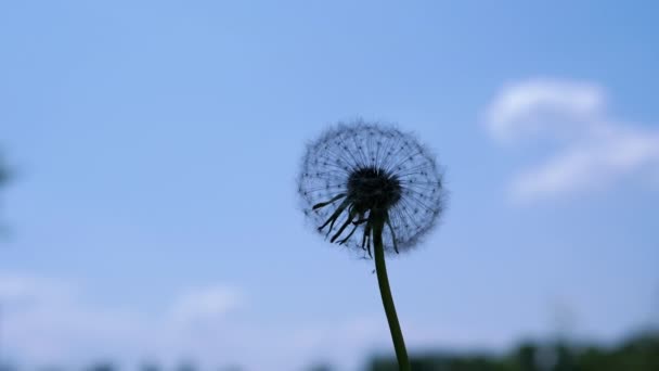Cerca Silhouette Fluffy Dandelion Spinning Blue Sky Background Mano Gira — Vídeos de Stock