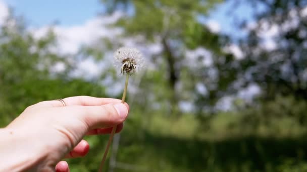 Female Hand Rotating Fluffy White Dandelion Blurred Background Nature Forest — Stock Video