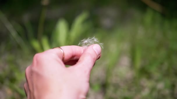 Hand Holds Seeds Fluffy Dandelion Blurred Background Nature Inglês Floresta — Vídeo de Stock