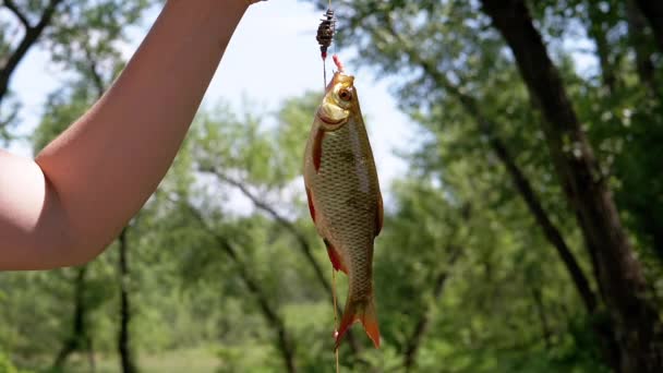 Крупным Планом Поймал Пресноводную Большую Рыбу Радда Висящего Рыболовецком Крюке — стоковое видео