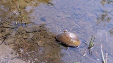 Tatlı su Bivalve Mussel Güneşte Çamurlu Su 'da nehir kıyısında yatıyor. Anodonta cygnea. Güneş ışığı, gün batımı. Dibe. Güneşin yansıması suda parlıyor. Kapalı nehir midyesi, kabuklu deniz hayvanı. Deniz ürünleri..