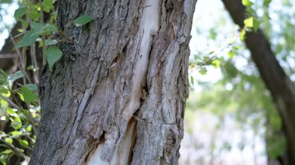 Close Tekstur Dari Old Tree Trunk Dengan Moldy Bark Tumbuh — Stok Video