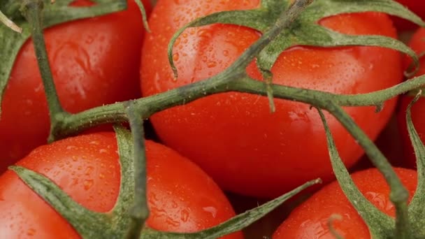 クローズアップ 水滴で新鮮な赤いトマトを熟す木製の背景を回転させます 最上階だ マクロだ 緑の小枝と熟したトマトがたくさんあります グレア 野菜の収穫 — ストック動画