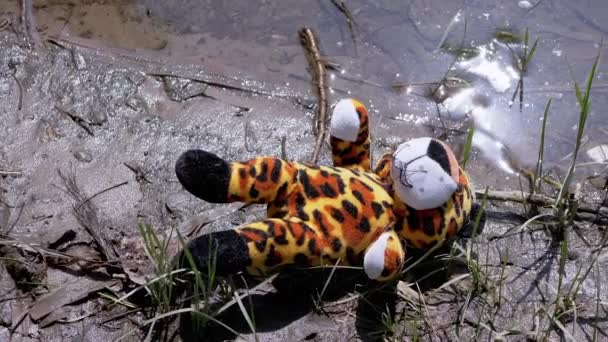 在阳光下靠近水边的河岸上 一只老虎的软玩具躺在潮湿的沙滩上 日落了阳光反射在脏水中 失踪儿童 逃离乌克兰的概念 — 图库视频影像