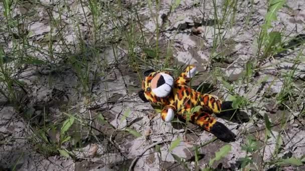 Lost Soft Toy Tiger Lies Wet Cracked Ground Grass Forest — 비디오