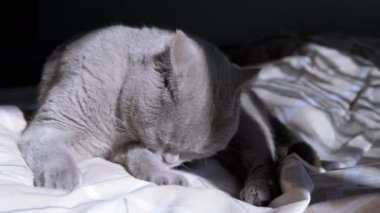 Gri tüylü evcil kedi, Şafak vakti yumuşak bir yatakta kürk temizliyor. Kapatın. Saf İngiliz kedisi pençesini diliyle yalıyor. Pencereden düşen güneş ışığı, gölge. Tımarlama. Vücut bakımı. Evcil hayvanlar.